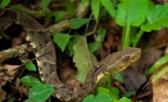 Snake kills 250 in Gombe, Plateau