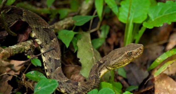 Mysterious snakes invade Plateau communities, bite 50