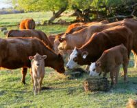 ‘Cattle rustlers’ arrested with 162 cows in Kaduna