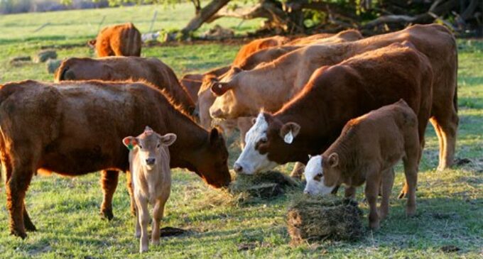 Why Nigeria needs to implement the national livestock transformation plan