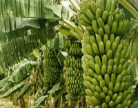 Agriculture — key to sustainable development in Nigeria