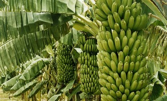 Youth in agribusiness, President Buhari and opportunities in Nigeria