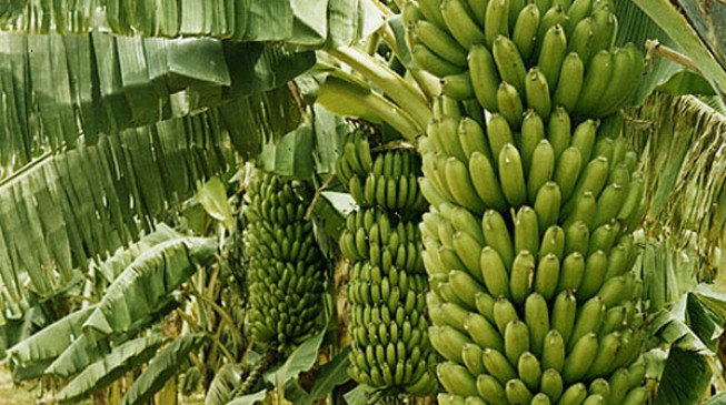 Agriculture — key to sustainable development in Nigeria