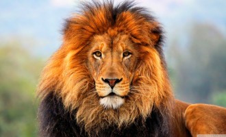 Who released, killed and ate our lion?