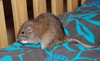 ‘Doctor, nurse infected’ as Lassa fever kills one in Nasarawa