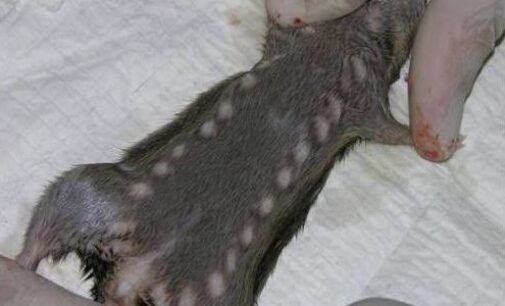Senate opposes distribution of rat killers to check Lassa fever