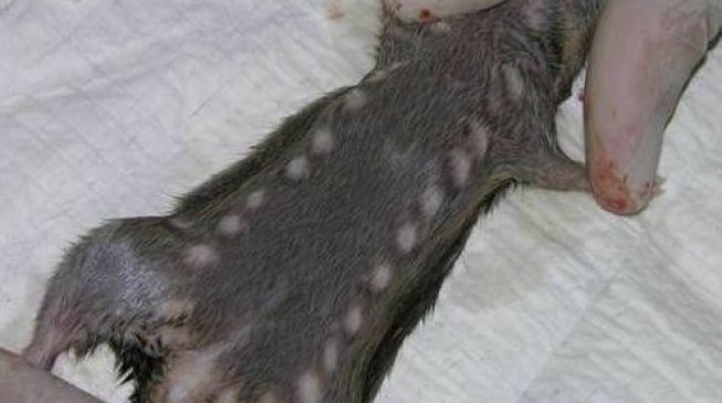 Death toll from Lassa fever rises to 110