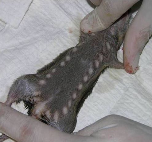 Lassa Fever vector rat