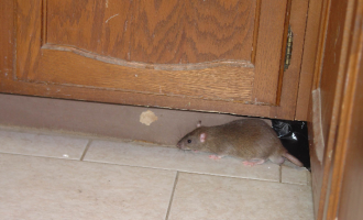 Lassa fever kills one in Gombe