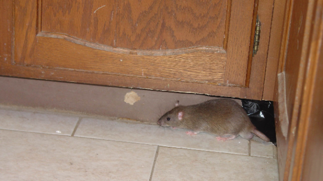 Lassa fever kills one in Gombe