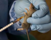 US doctor flown to Atlanta after ‘contracting Lassa fever’ in Togo