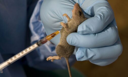 US doctor flown to Atlanta after ‘contracting Lassa fever’ in Togo