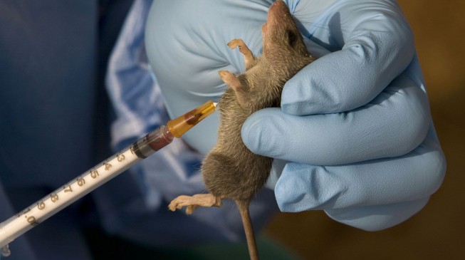 WHO deploys 826 personnel to contain Lassa fever in Nigeria