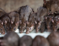 Aso Villa and the audacity of rats
