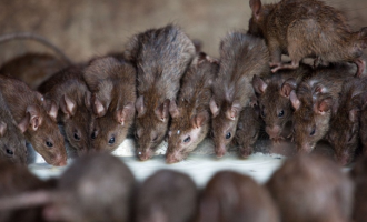 Aso Villa and the audacity of rats