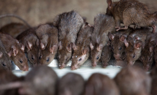 Lagos declares war on rats, kills 4,400