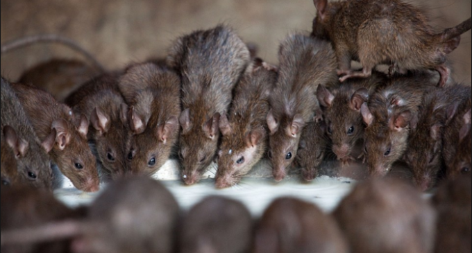 Aso Villa and the audacity of rats
