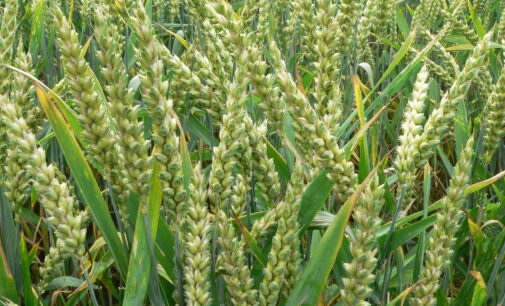Food security: FG to cultivate 70,000 hectares of wheat in Jigawa