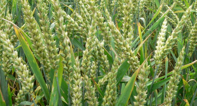 Food security: FG to cultivate 70,000 hectares of wheat in Jigawa