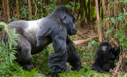 World Gorilla Day: Nigeria only has 100 Cross River gorillas remaining, says WildAid