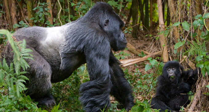 World Gorilla Day: Nigeria only has 100 Cross River gorillas remaining, says WildAid