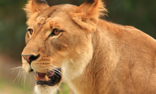 Lions roam Nairobi streets