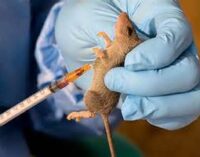 NCDC: Lassa fever not just a federal problem… states have responsibilities too