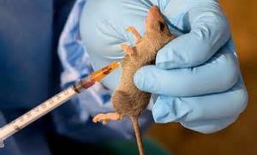 NCDC records 829 Lassa fever cases as death toll hits 160