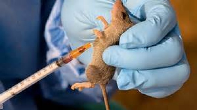 16 deaths recorded as Lassa fever spreads to 10 states