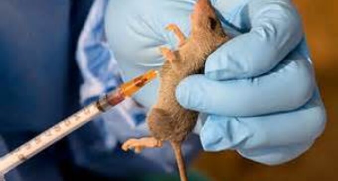 Lassa fever cases rise as 37 persons killed in three weeks
