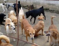 Somali town poisons 400 stray dogs over disease fears