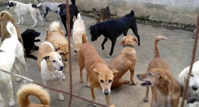 Somali town poisons 400 stray dogs over disease fears