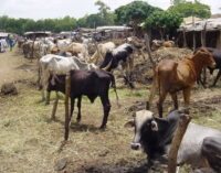 FG to provide security, insurance for cattle farmers