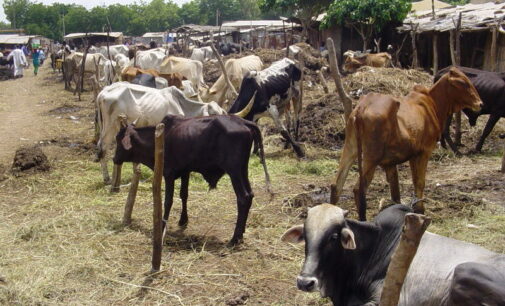 Troops ‘kill’ 12 cattle rustlers in the north-west