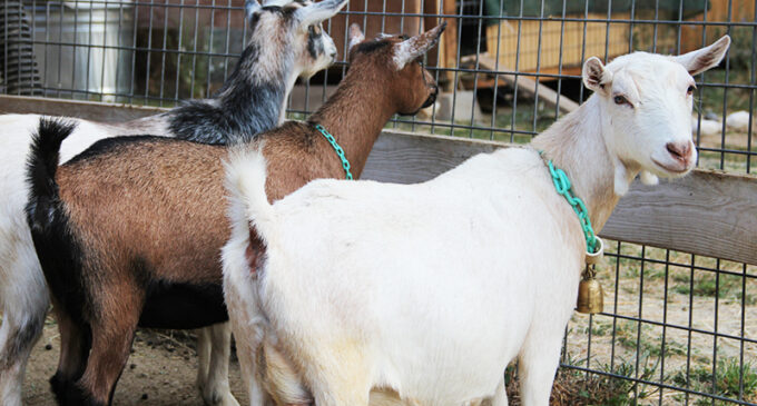 Police detain 14 ‘stolen goats’ in Osun