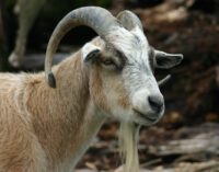 Goat ‘triggers off’ gun, kills man