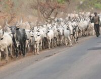 Vice-chancellor orders herdsmen out of Unilorin