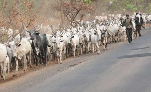 Vice-chancellor orders herdsmen out of Unilorin