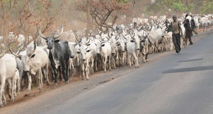 ‘Where do we go outside Ekiti?’ say herdsmen as they beg Fayose