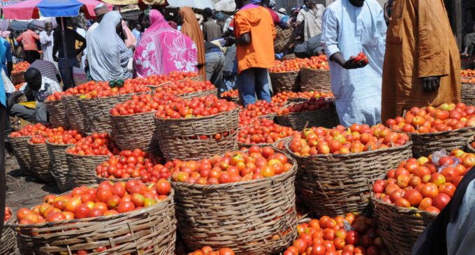 Tomato scarcity persists as pests ravage northern farms