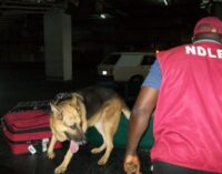 NDLEA ‘arrests 92 suspects, seizes 217kg of illegal substances’ in Kaduna