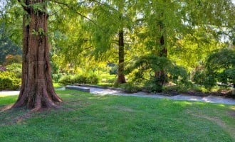 Mother Earth Day: Six ways trees combat climate change