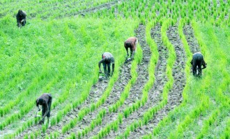 Ebonyi mandates public officials to cultivate hectares of rice