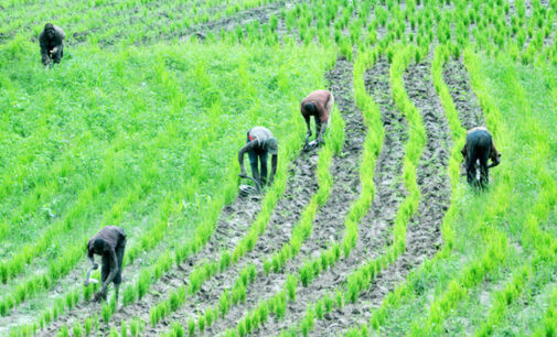 CBN to bear 50% credit risk of agric loans under new programme
