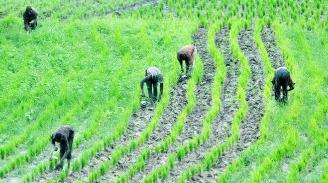 Imo civil servants will now work for 3 days, and spend 2 days in farm