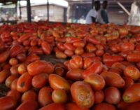 Dangote Farms MD asks FG to ban tomato paste importation