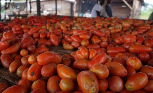 $5m tomato processing plant ‘commences’ in Kaduna