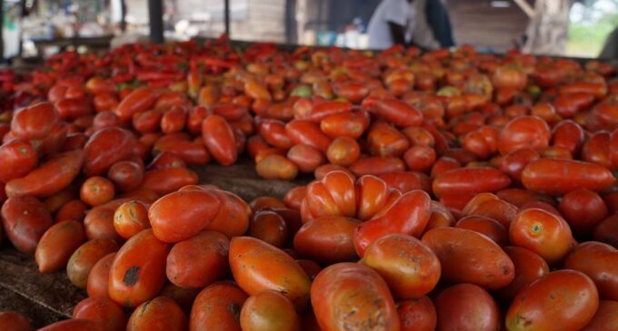 Again, Dangote’s tomato processing factory shuts down