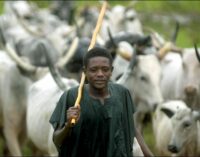 Herdsman jailed for 2 years – the first casualty of Fayose’s anti-grazing law