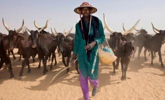 Umahi asks traditional rulers to compile data on herdsmen